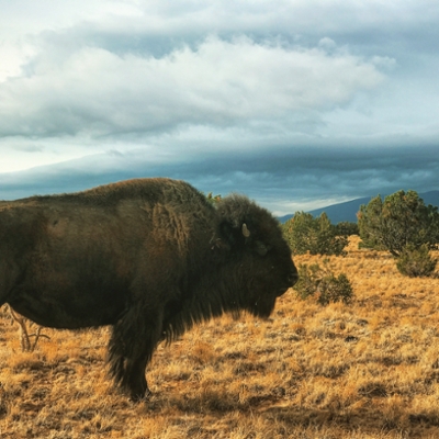 buffalo thunder